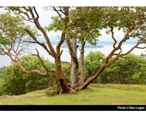 800-Bold-Arbutus Menziesii (Ben Legler) 6.jpg